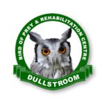 dullstroom-birds-of-prey